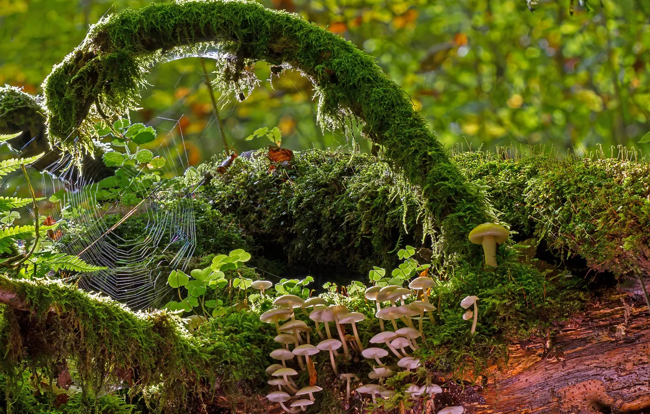 Photo wallpaper Nature, Web, Forest, Branches, Mushrooms, Moss