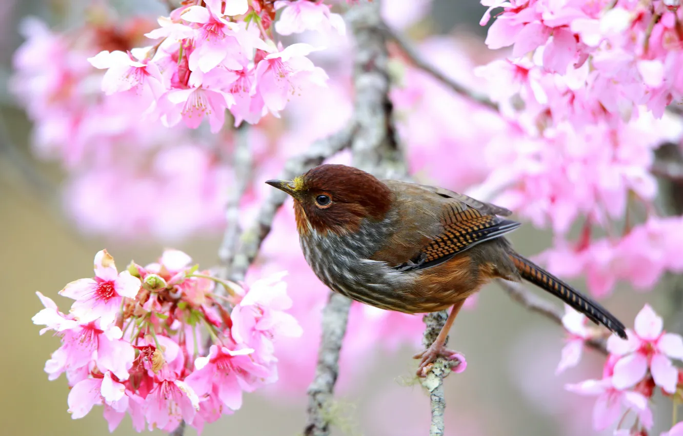 Photo wallpaper trees, branches, bird, spring, flowering