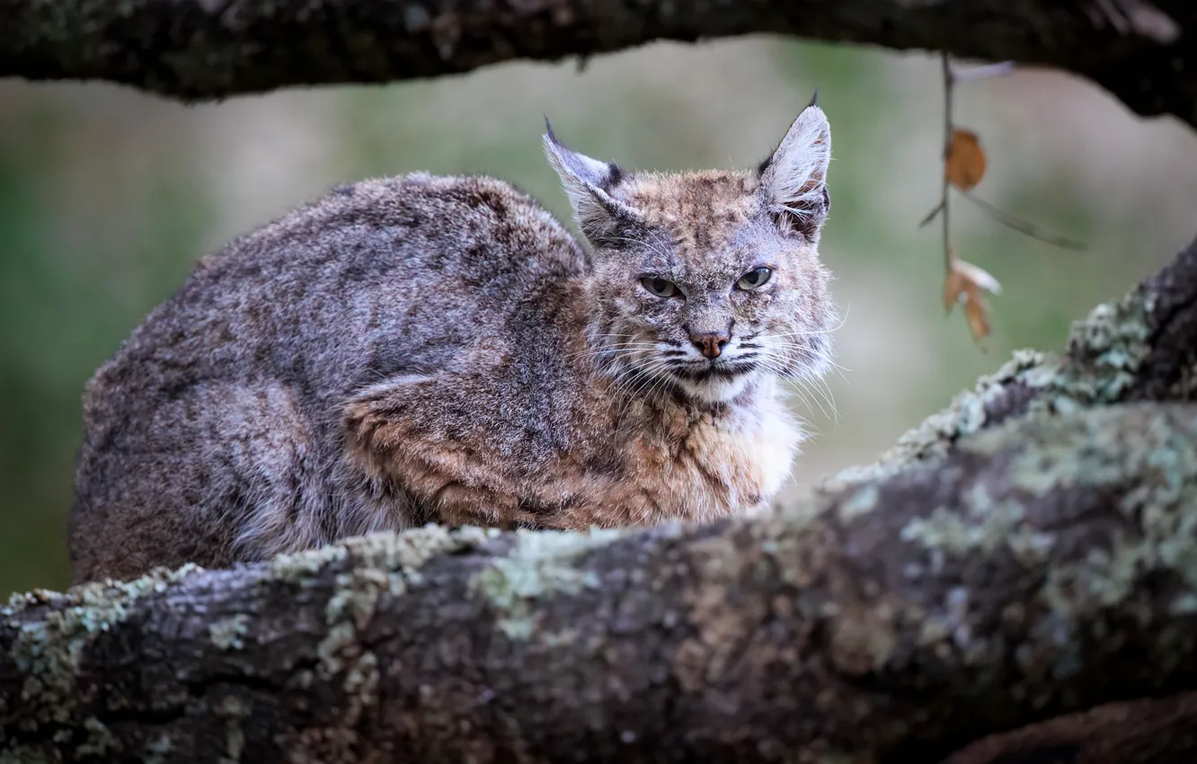 Photo wallpaper trees, look, lies, nature, face, battered by life, bokeh, lynx