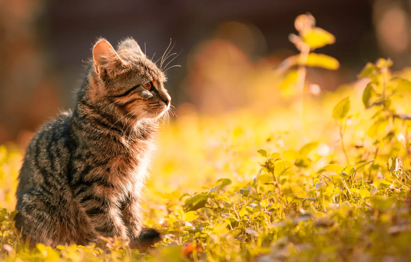 Photo wallpaper green grass, meow, blurred background, meow, green grass, grey cat, grey cat, blurry background