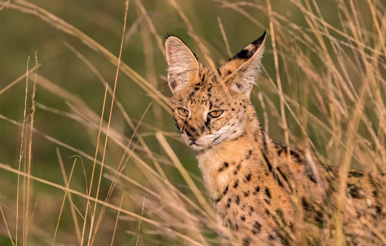 Photo wallpaper grass, wild cat, Serval, Bush cat