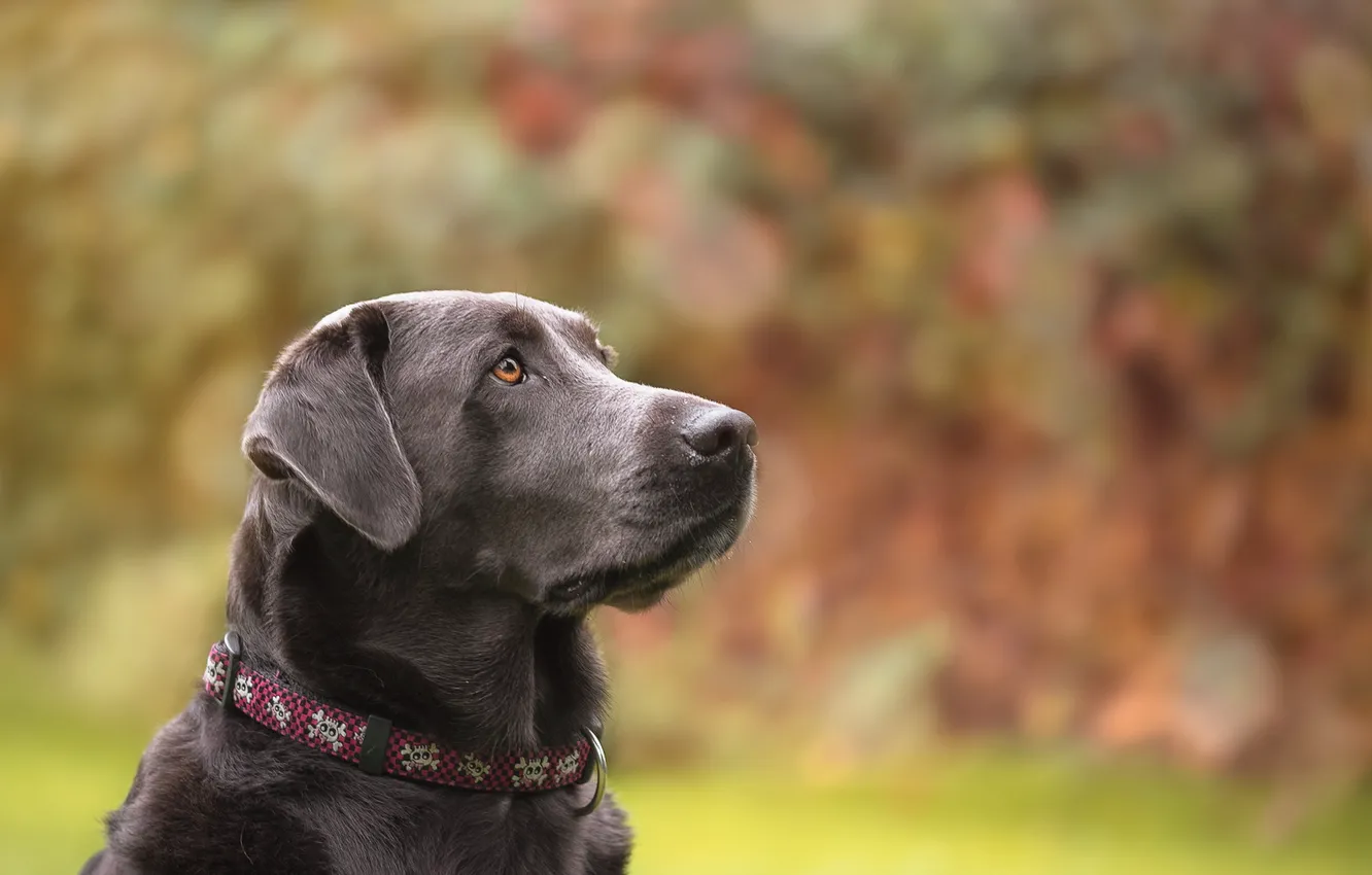 Photo wallpaper look, background, each, dog