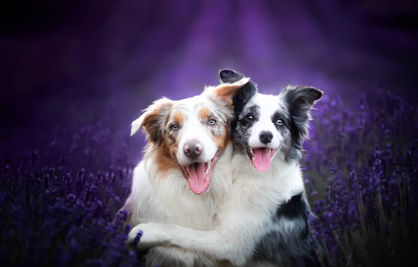 Photo wallpaper dogs, friends, lavender