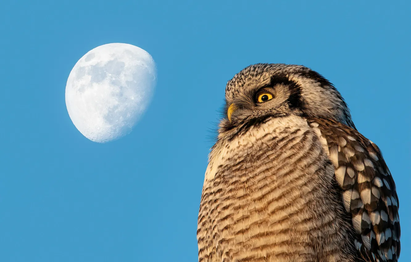 Photo wallpaper the sky, look, blue, owl, bird, the moon, view, blue background