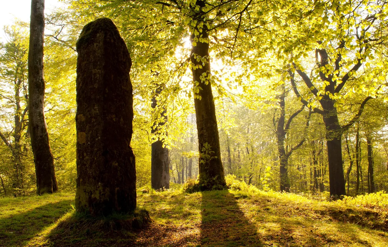 Photo wallpaper forest, the sun, light, trees, stone, England, post, Somerset