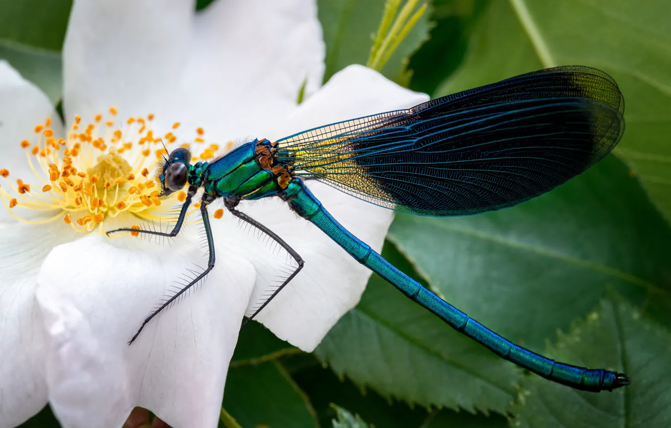 Photo wallpaper animals, flower, summer, macro, nature, dragonfly, briar, insect