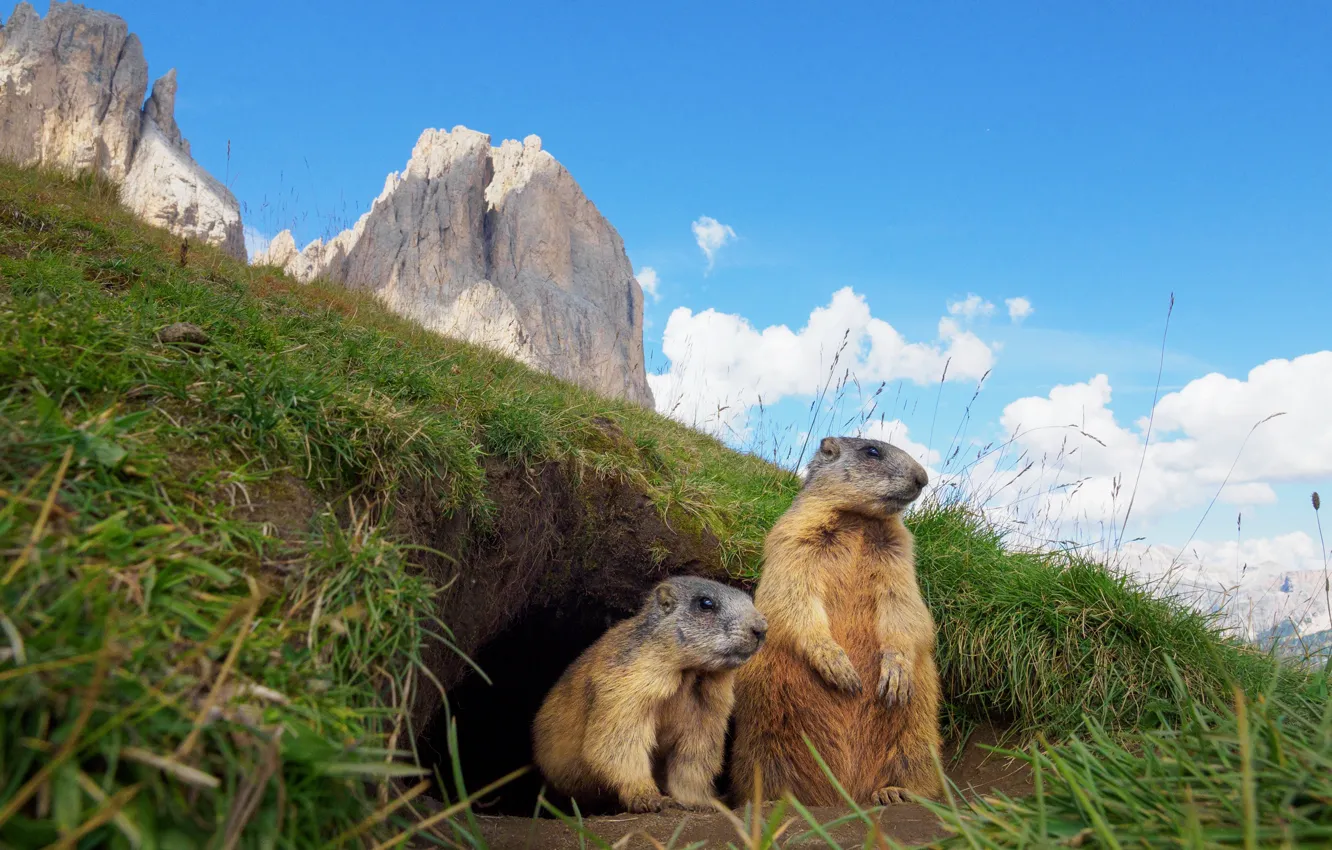 Photo wallpaper rocks, Nora, marmot
