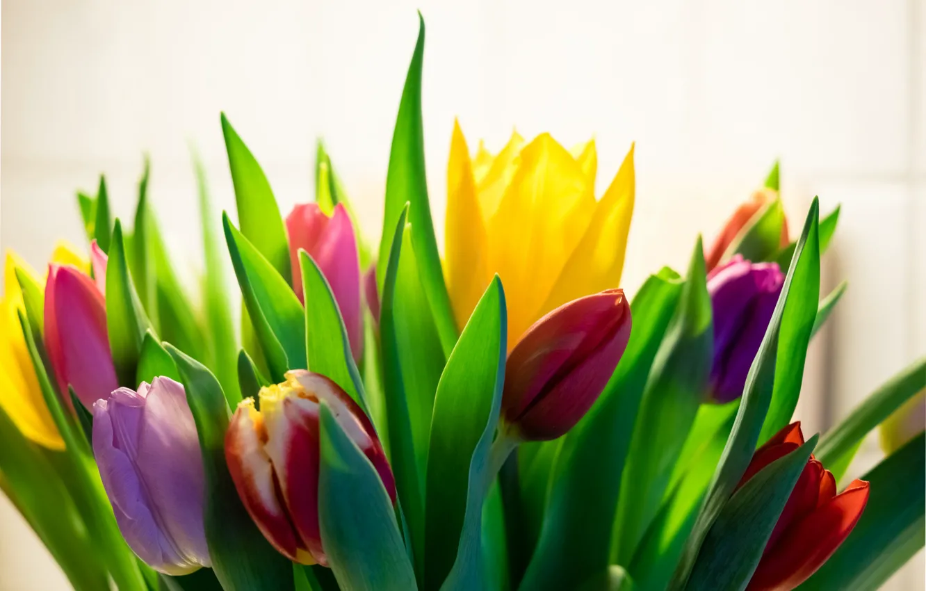 Photo wallpaper leaves, bouquet, spring, petals, tulips