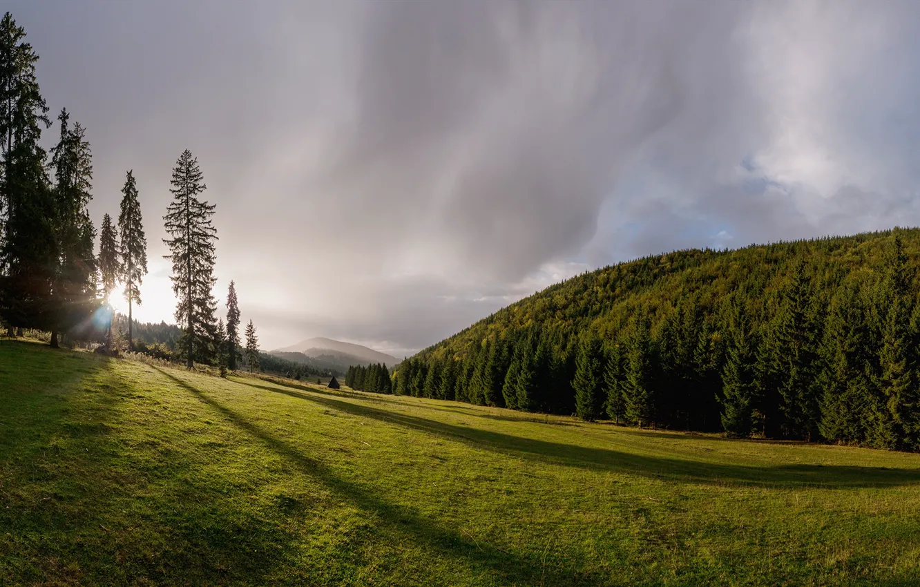 Photo wallpaper forest, trees, meadow, Romania, Romania, Transylvania, Transylvania