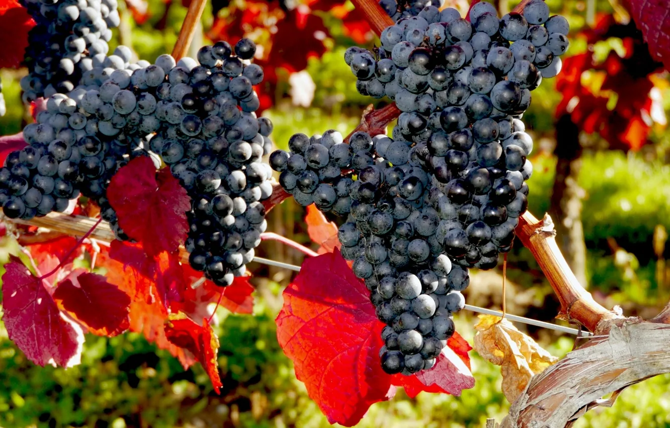 Photo wallpaper grapes, bunch, vine