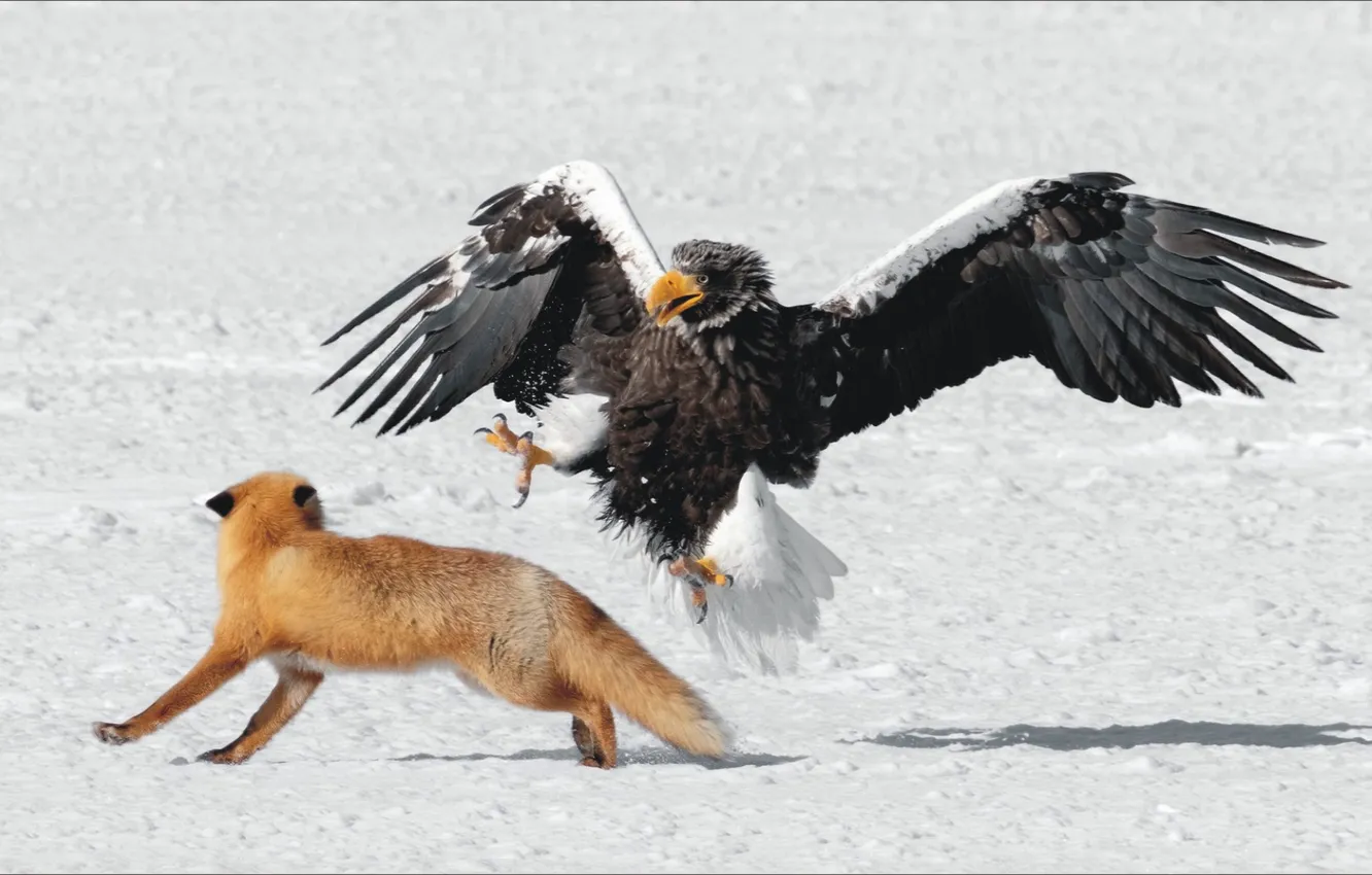 Photo wallpaper animal, eagle, predator, Eagle, Confrontation, Fox, bird, claws