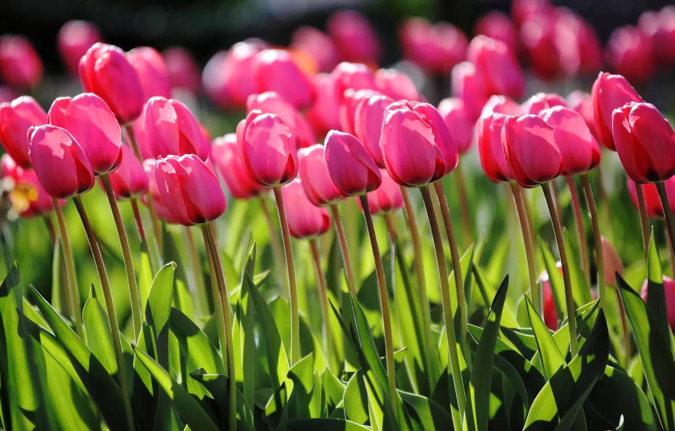 Photo wallpaper flowers, tulips, pink, flowerbed