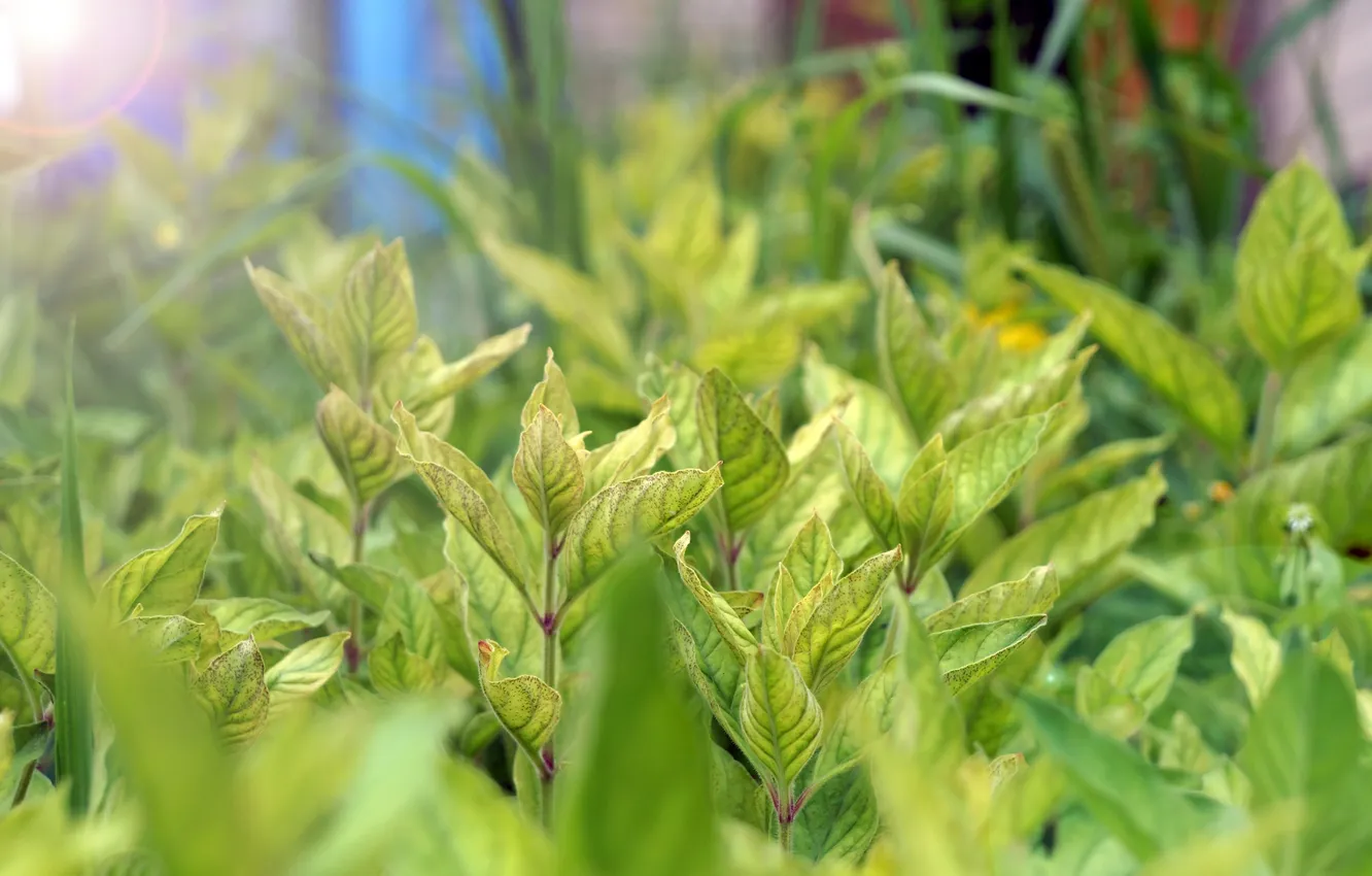 Photo wallpaper green, summer, grass, macro