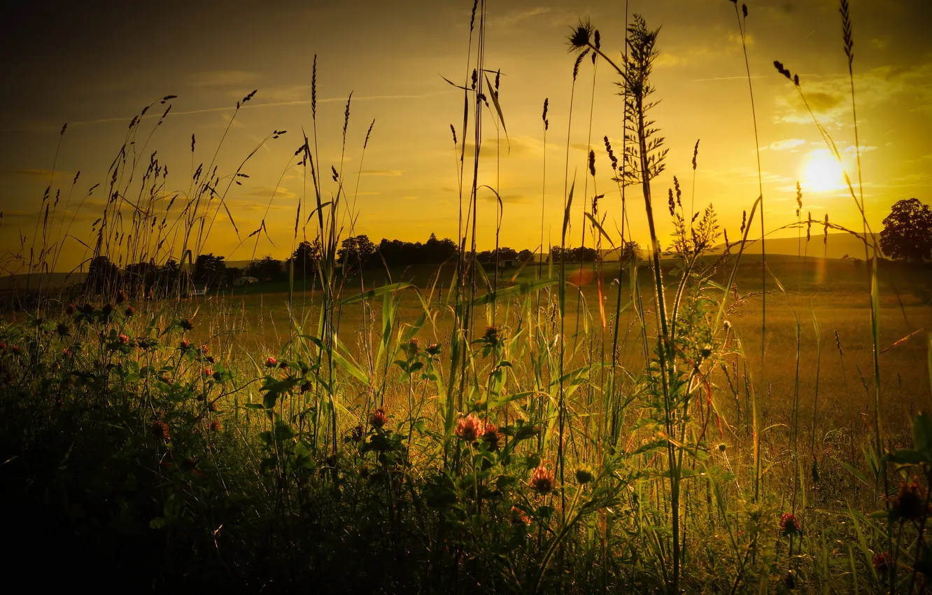 Photo wallpaper grass, sunset, nature