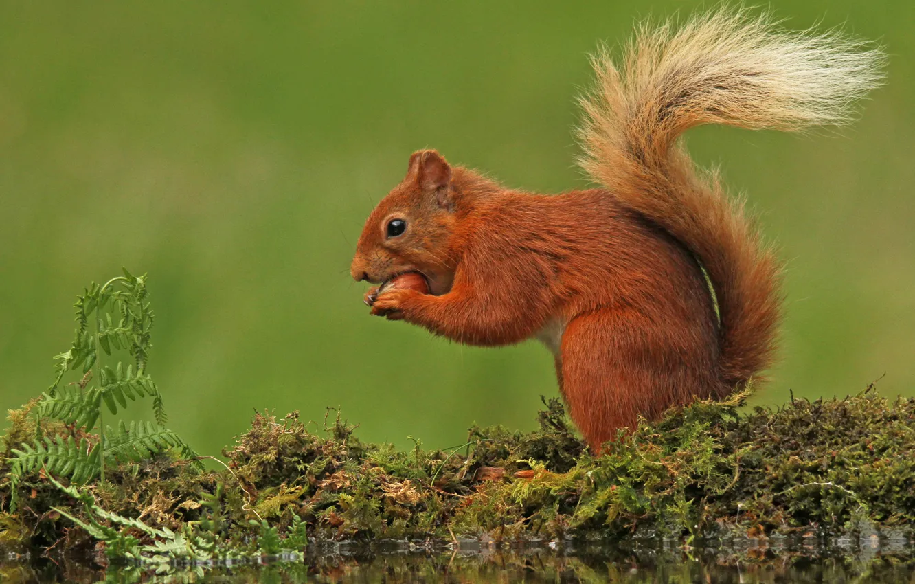 Photo wallpaper moss, protein, red