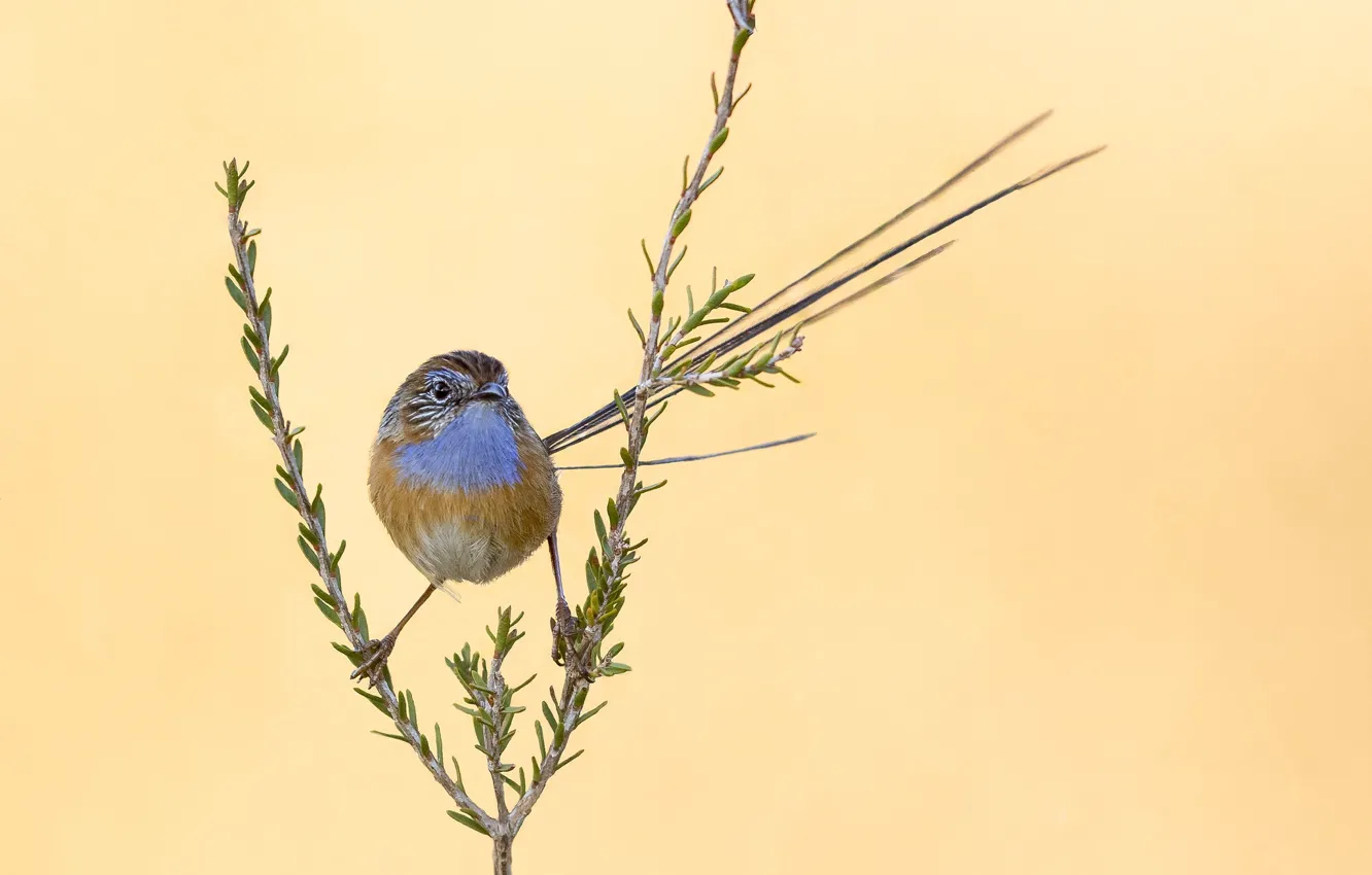 Photo wallpaper background, bird, beige