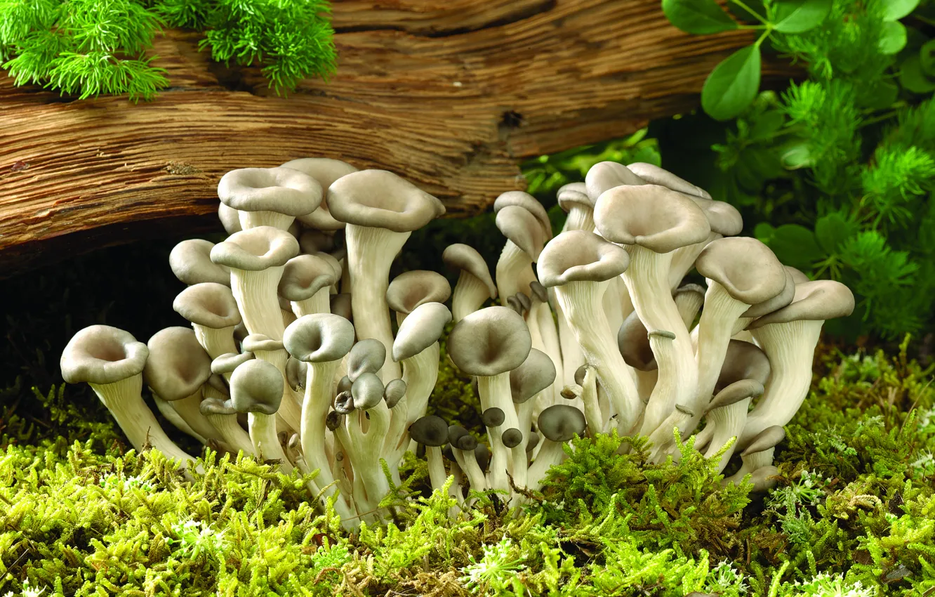 Photo wallpaper tree, mushrooms, moss, needles