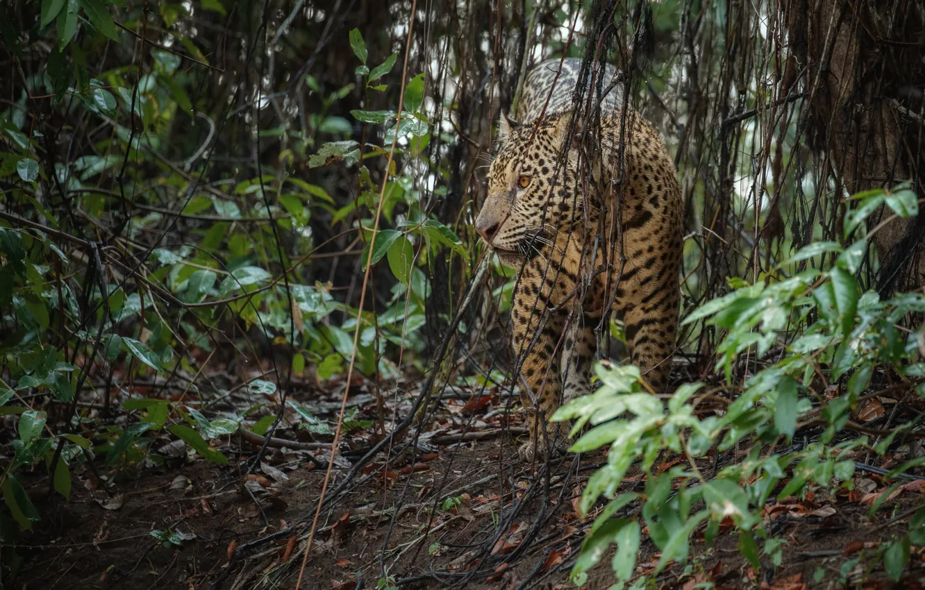 Photo wallpaper trees, predator, jungle, Jaguar, wild cat, big cat