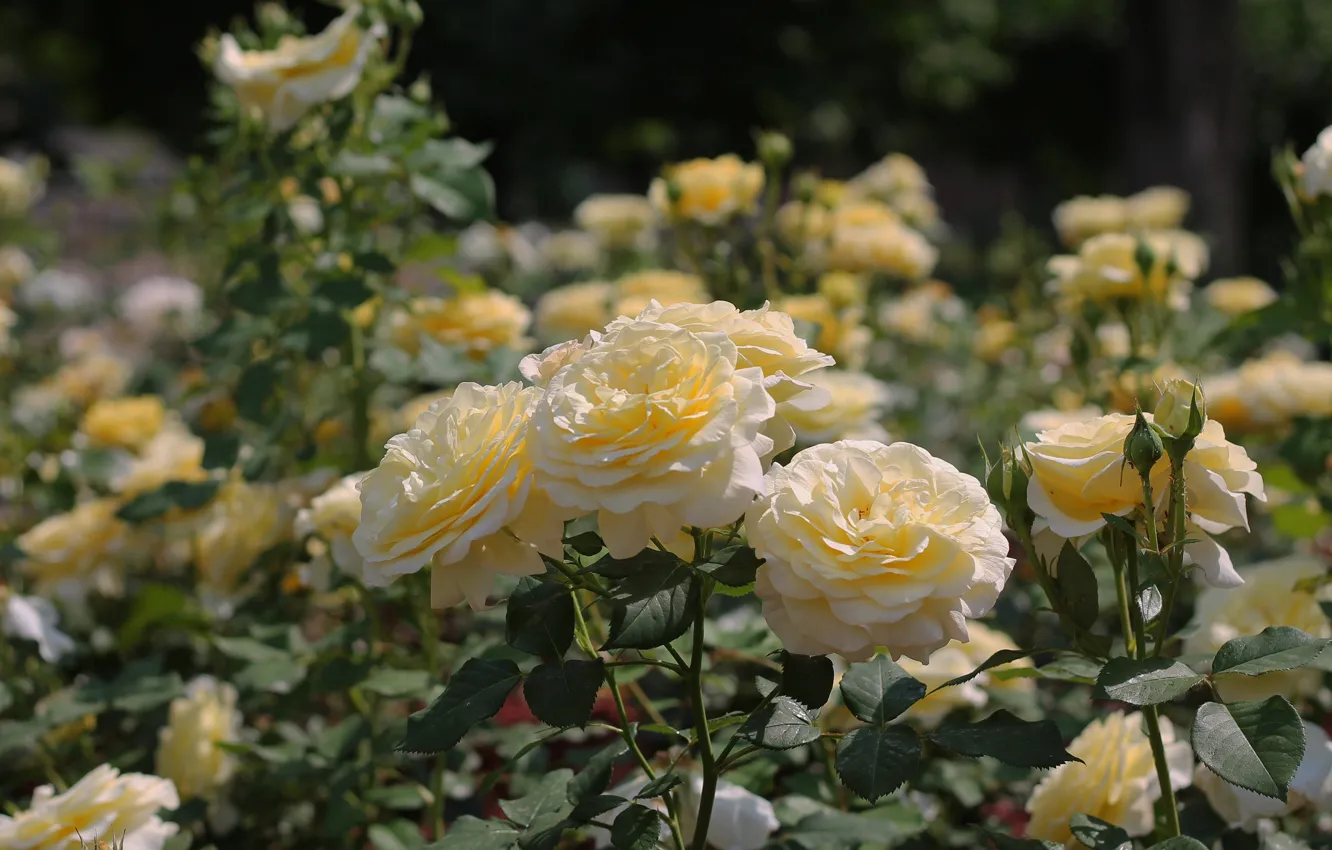 Photo wallpaper summer, the sun, flowers, roses, flowerbed