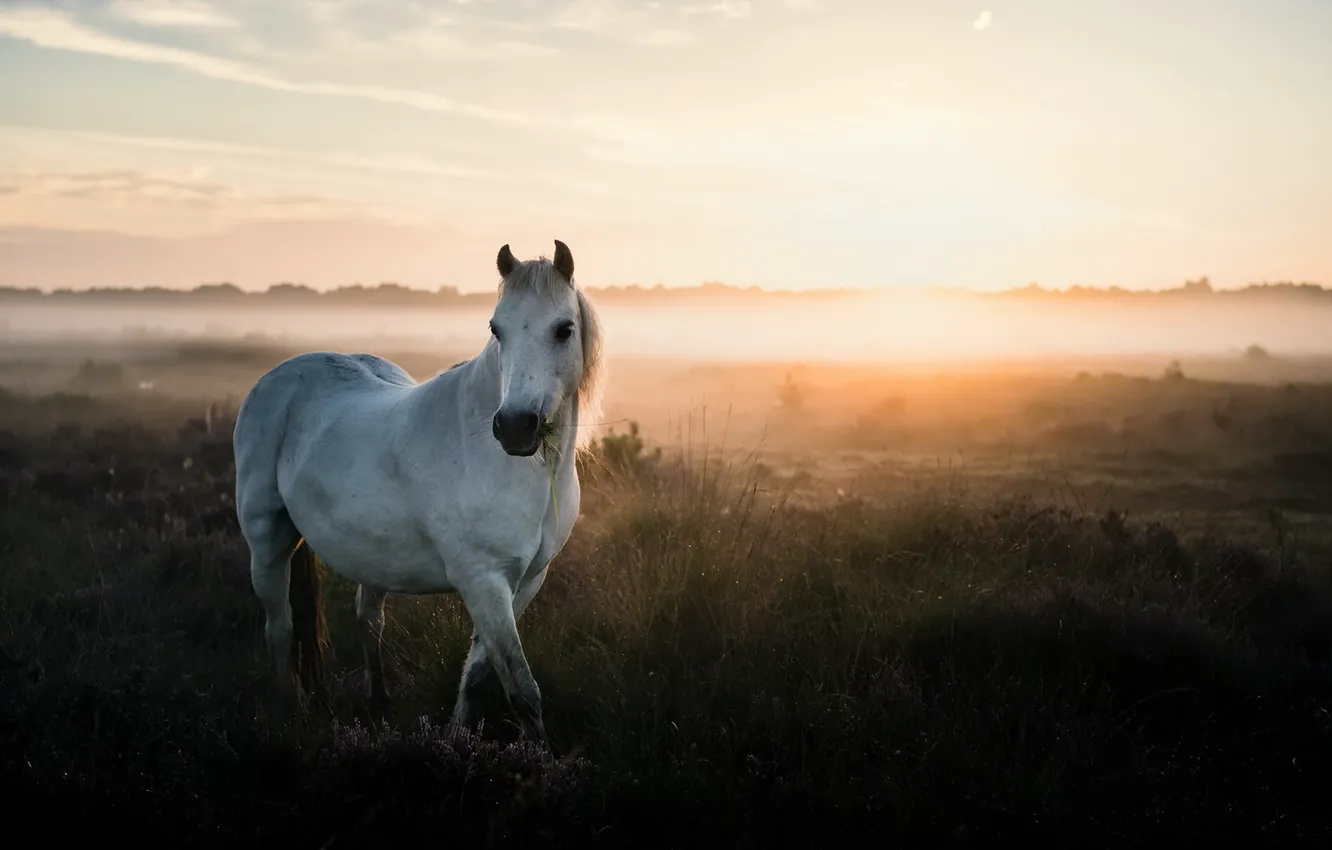 Photo wallpaper summer, nature, fog, horse