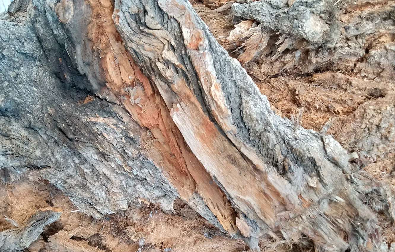 Photo wallpaper trees, tree bark, wood texture