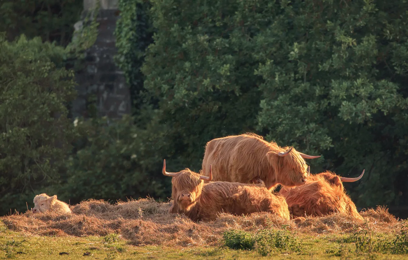 Photo wallpaper trees, stay, foliage, cows, hay, red, bull, Scottish