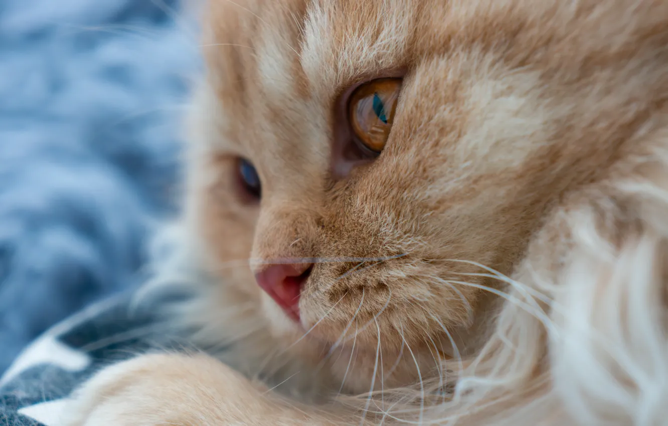Photo wallpaper cat, cat, mustache, look, close-up, pose, portrait, bed