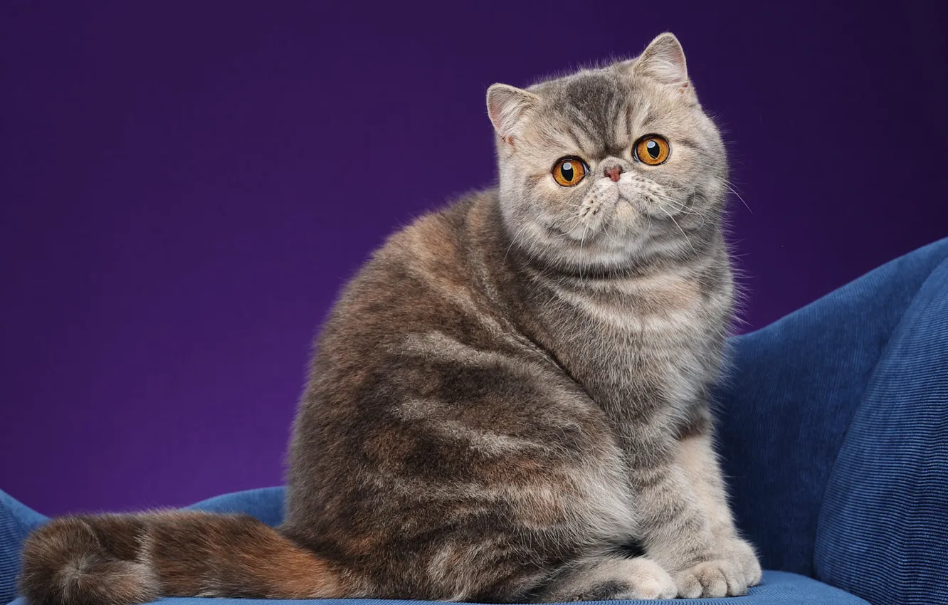 Photo wallpaper cat, cat, look, pose, face, sitting, striped, purple background