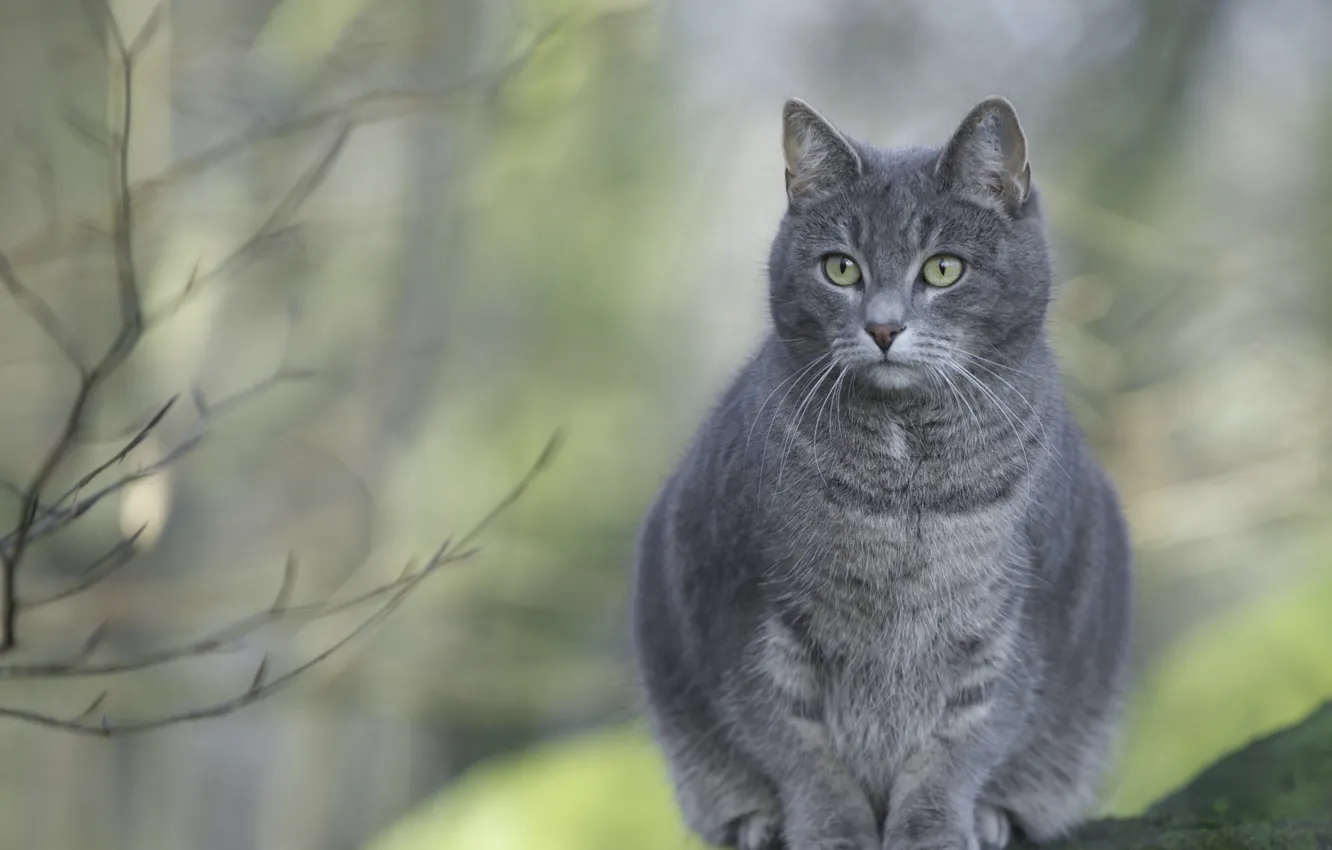 Photo wallpaper cat, grey, sitting