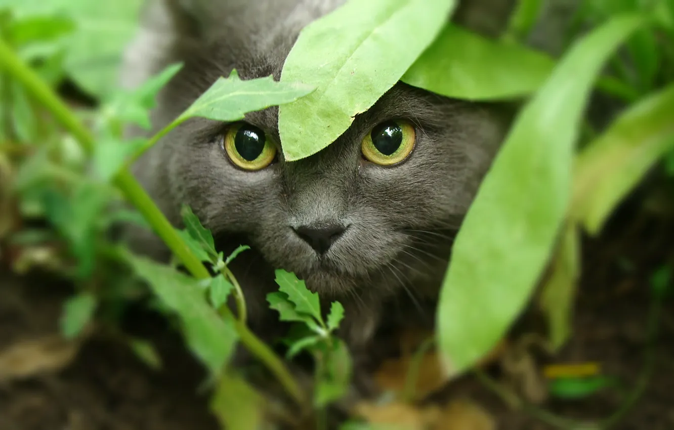 Photo wallpaper cat, face, everyday, yellow eyes, Trifon