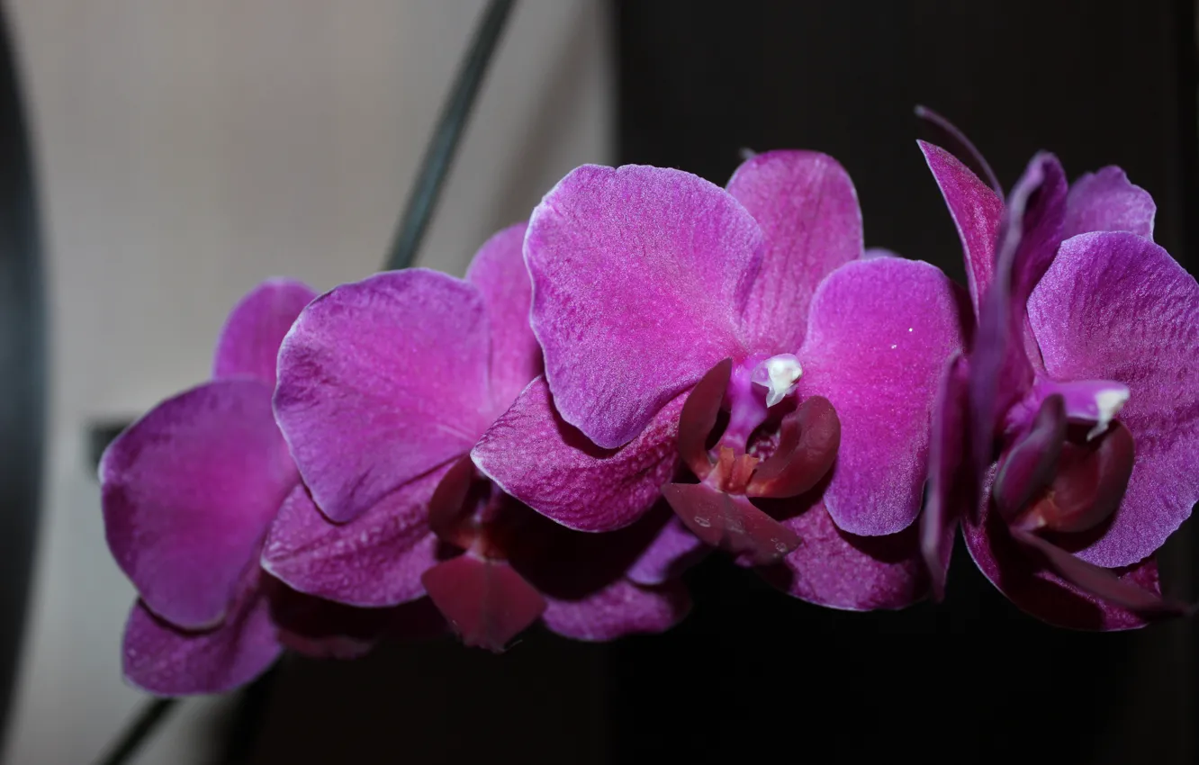 Photo wallpaper Orchid, beautiful flowers, an Orchid branch