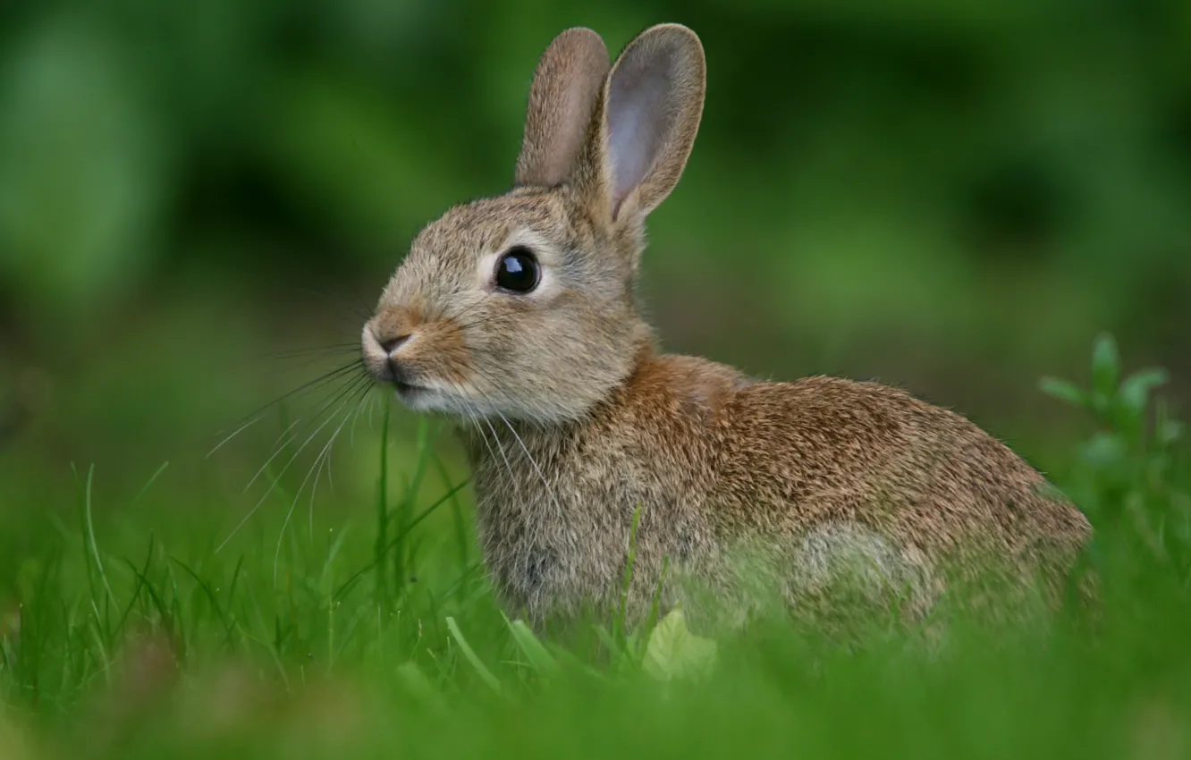 Photo wallpaper greens, grass, hare, blur, rabbit