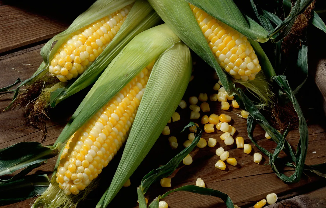 Photo wallpaper grain, corn, the cob, maize
