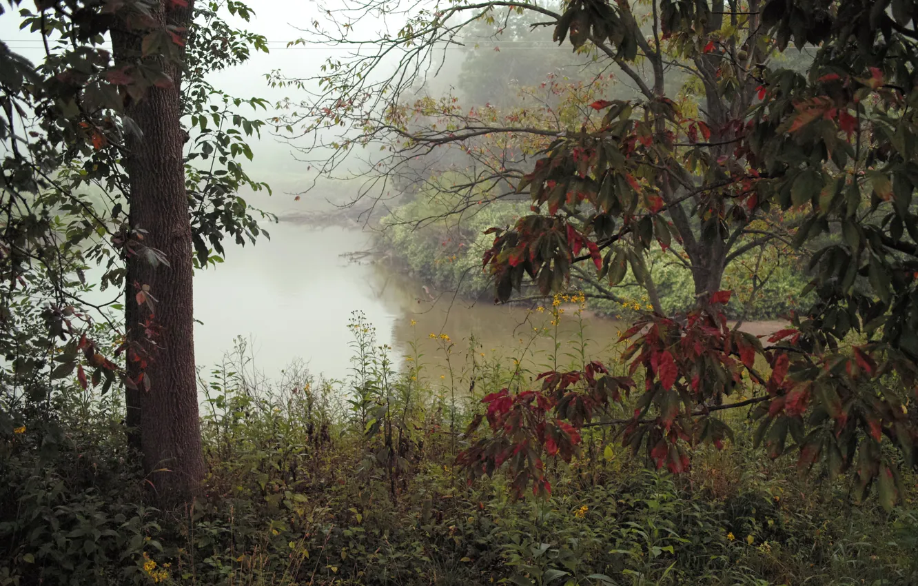 Photo wallpaper autumn, forest, trees, fog, river