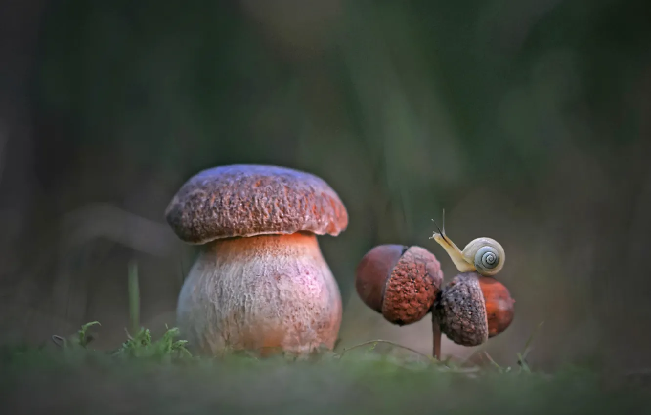 Photo wallpaper nature, mushroom, snail, Borovik, acorns