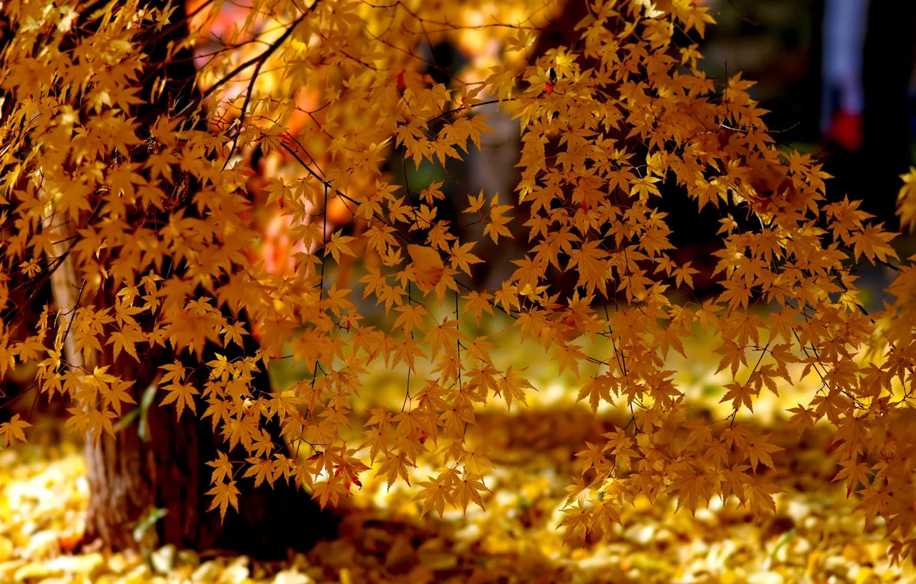 Photo wallpaper autumn, leaves, light, trees, nature
