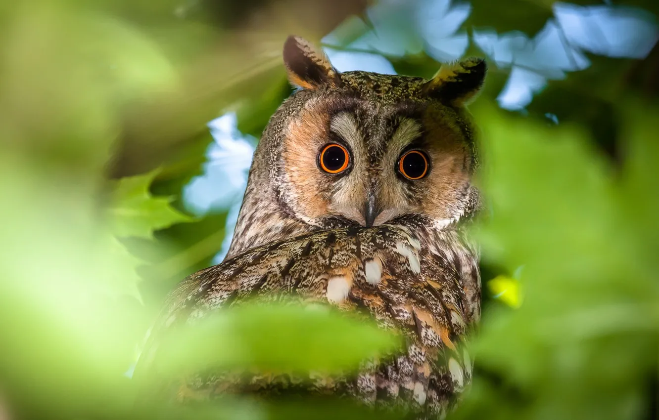 Photo wallpaper look, nature, owl, bird, foliage, Long-eared owl, long-eared owl