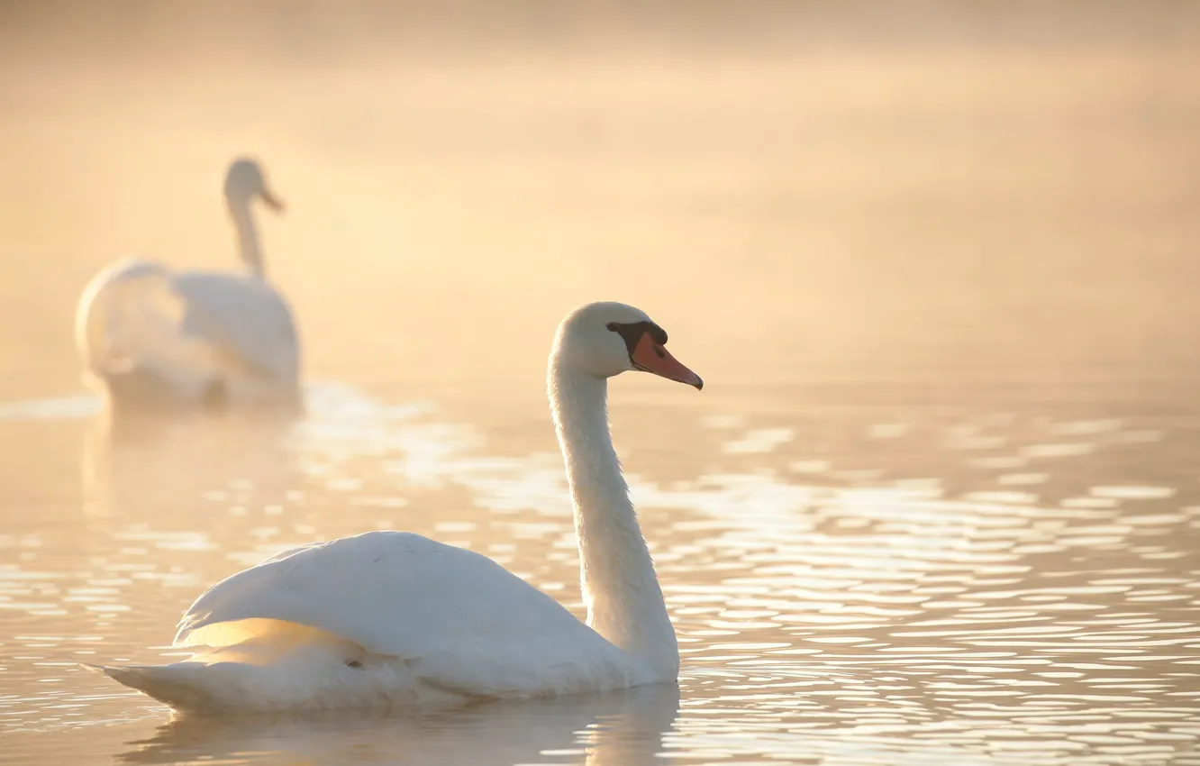 Photo wallpaper white, water, light, fog, glare, bird, morning, haze