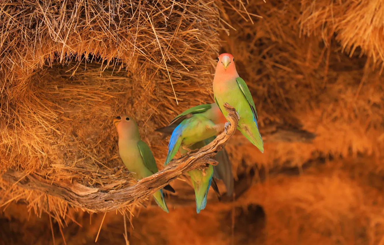 Photo wallpaper birds, branch, socket, hay, parrots