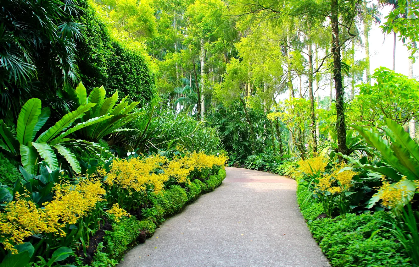 Photo wallpaper greens, trees, garden, track, Singapore, alley, the bushes, Botanic Gardens