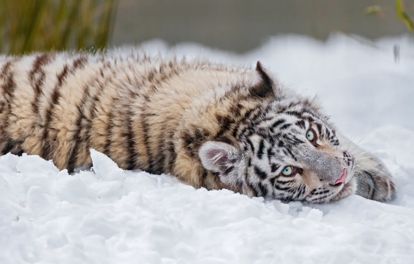 Photo wallpaper winter, white, look, snow, nature, tiger, pose, sweetheart