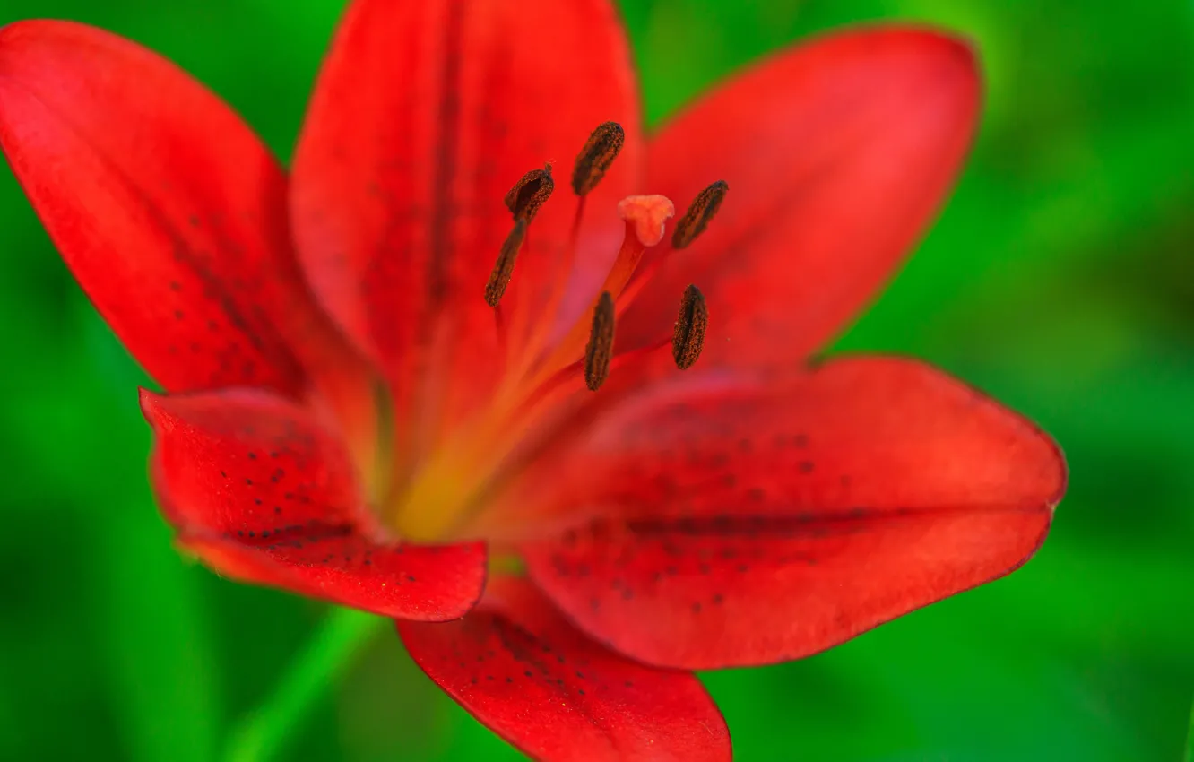 Photo wallpaper macro, petals, Tiger Lily
