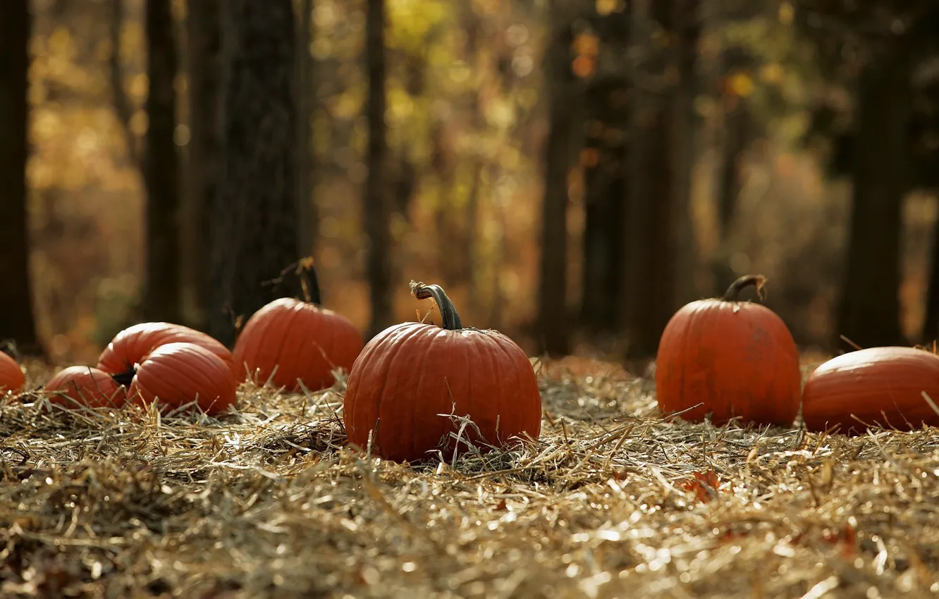 Photo wallpaper autumn, forest, earth, harvest, pumpkin