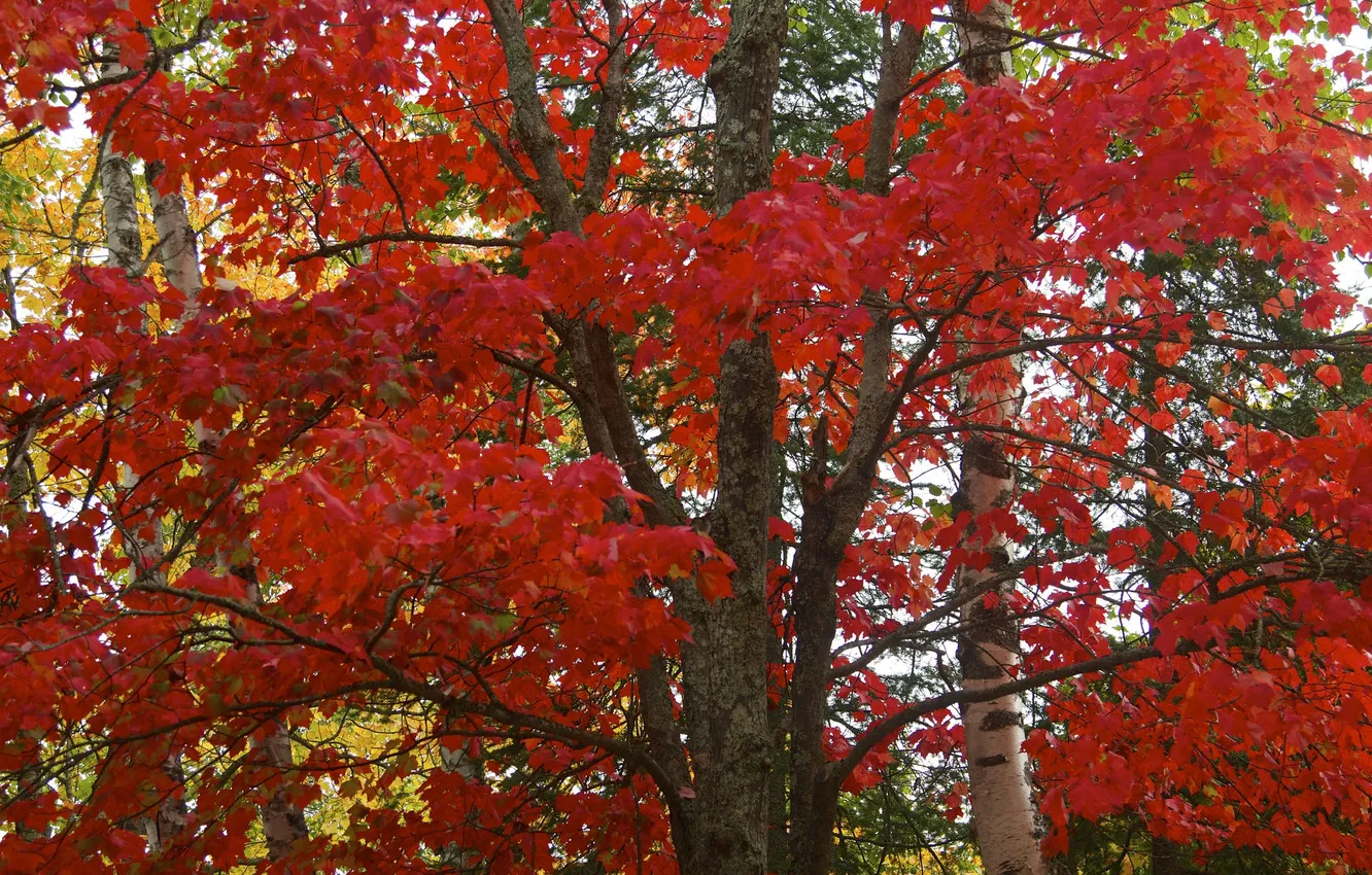 Photo wallpaper autumn, forest, leaves, trees, the crimson
