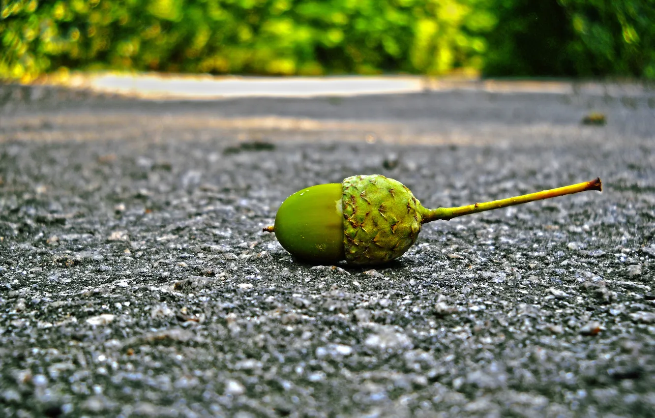 Photo wallpaper road, asphalt, acorns