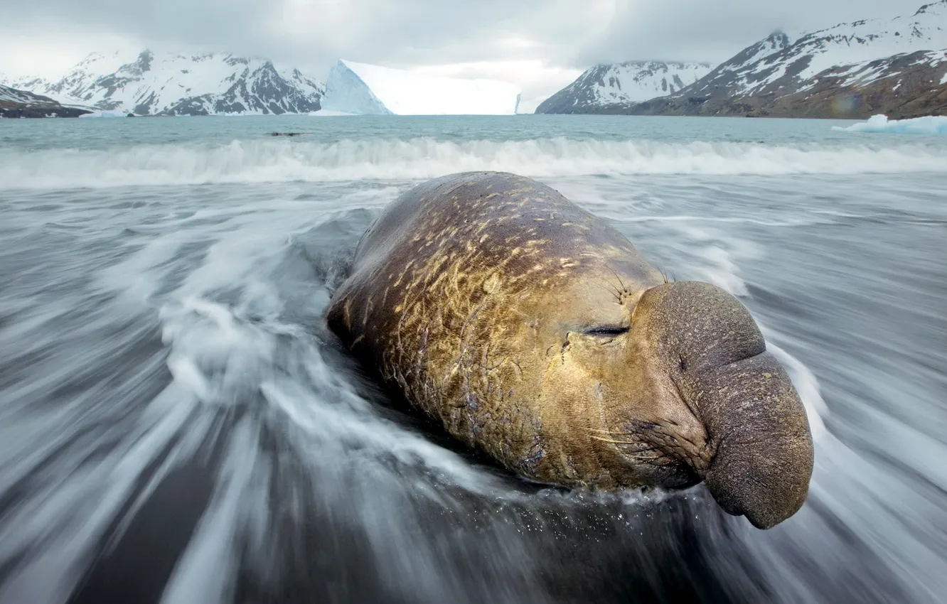 Photo wallpaper sea, wave, nature, elephant