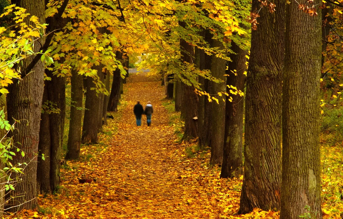 Photo wallpaper autumn, trees, landscape, Park, walk