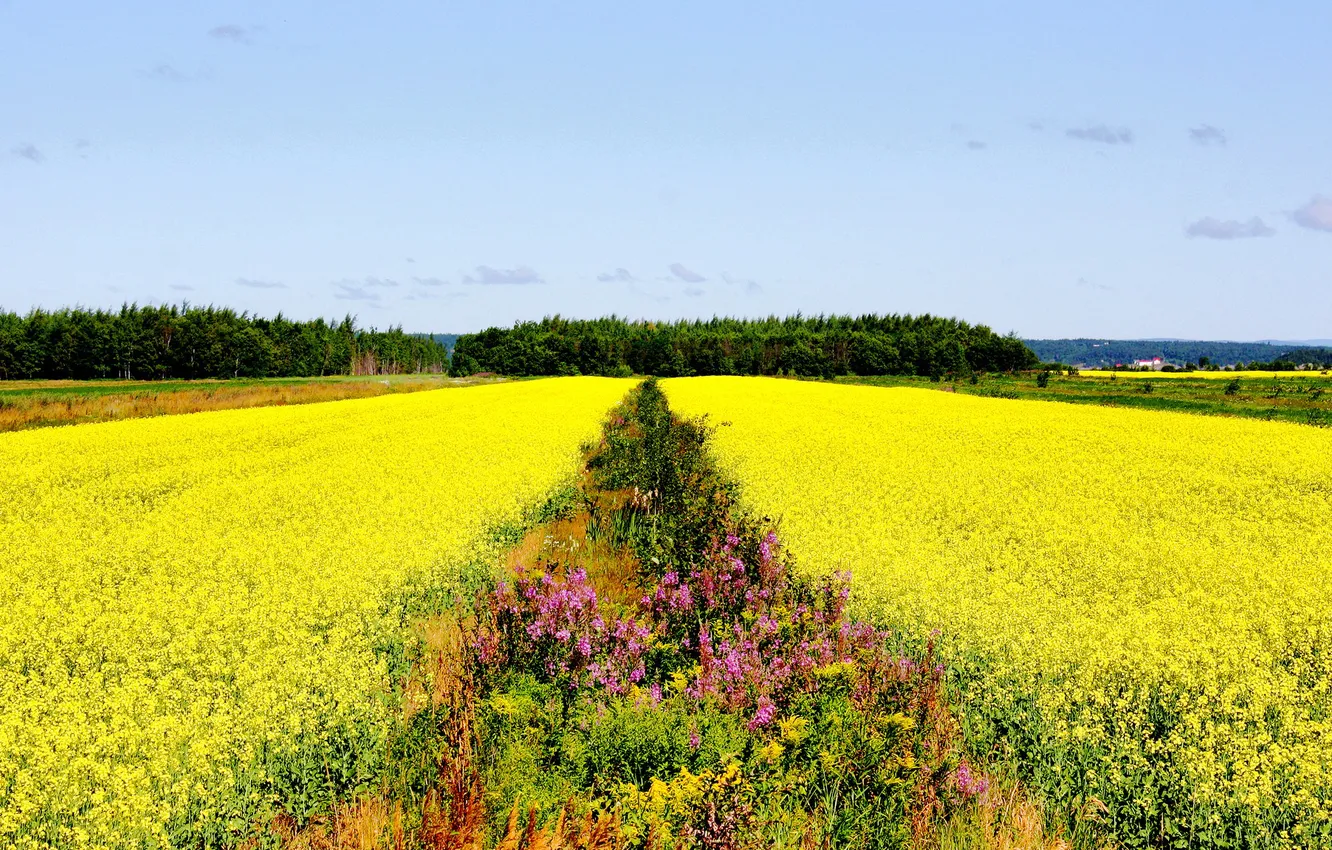 Photo wallpaper field, the sky, flowers, yellow, color, dal, plain, horizon