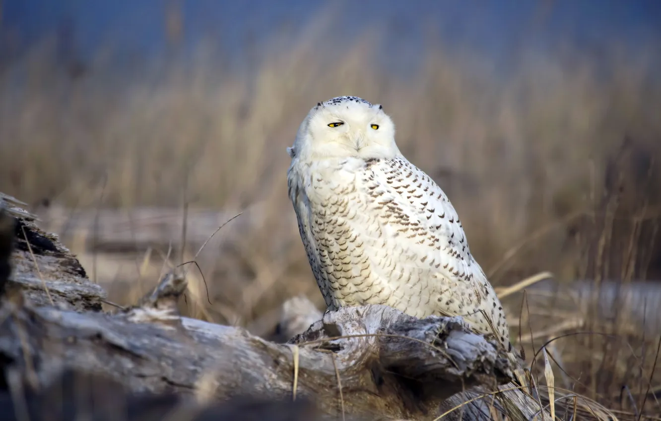 Photo wallpaper nature, owl, bird