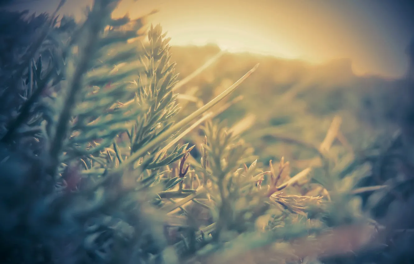 Photo wallpaper light, needles, photo, plant